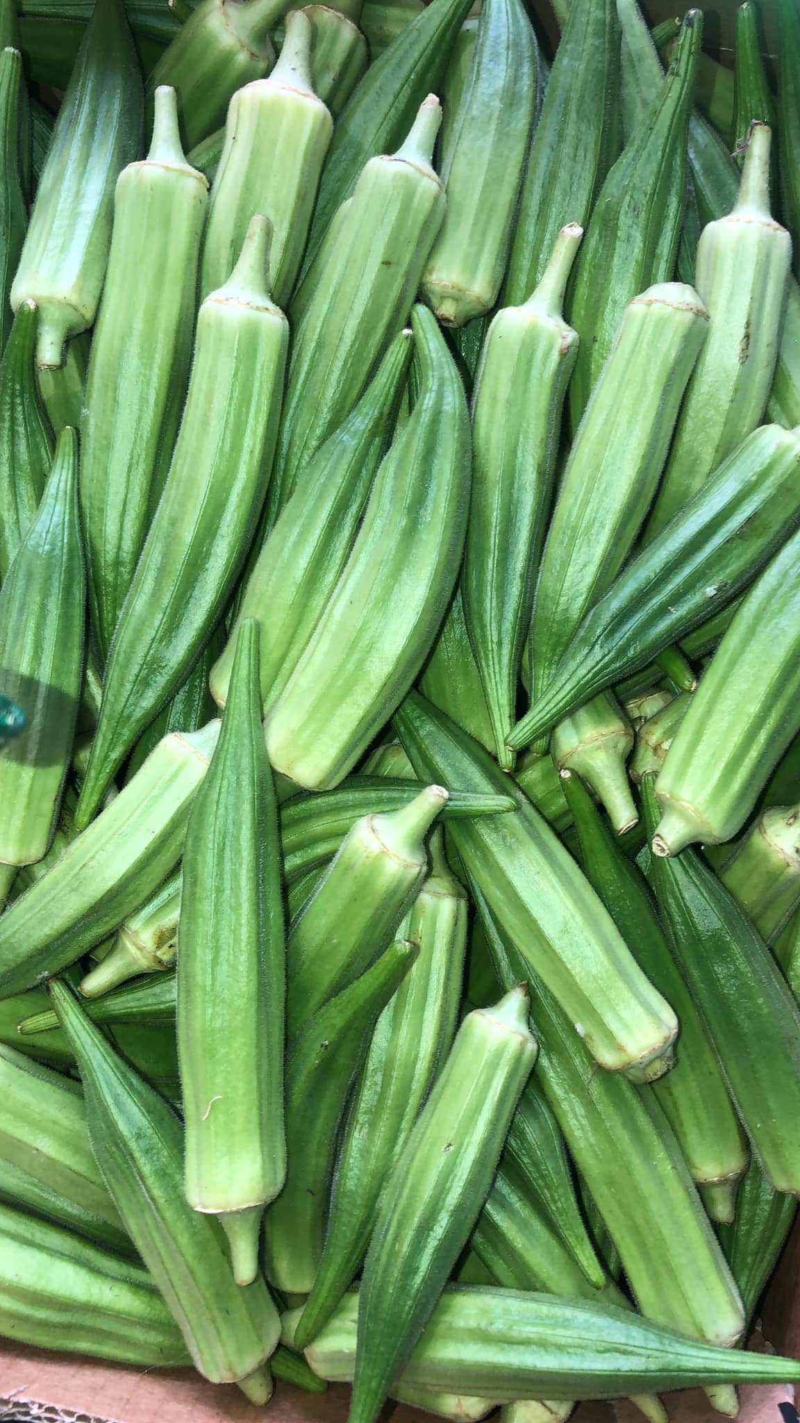 Okra