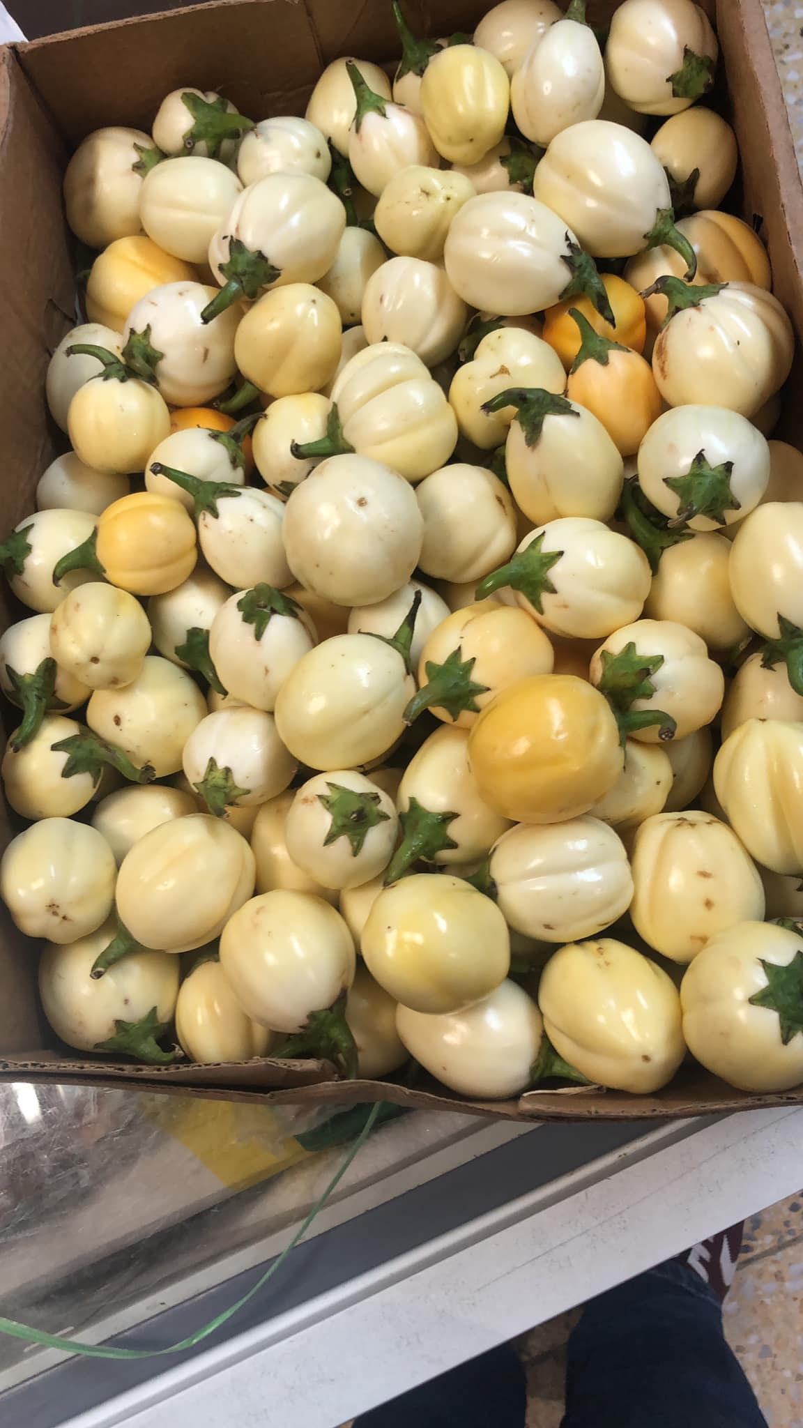 White Garden Eggs